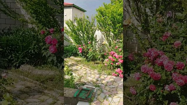 Отдых в Коктебеле. Наша парк.