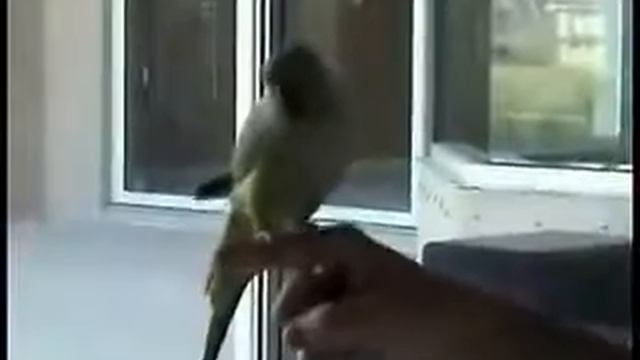 smart parrot