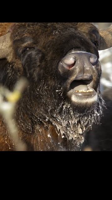 The bison sniffs to see if the female is ready to mate. #shots #animals #wildlife #nature