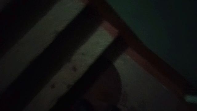 Встретил моего знакомого рыжего кота! ^^