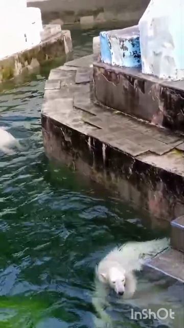 белые медвежата в зоопарке