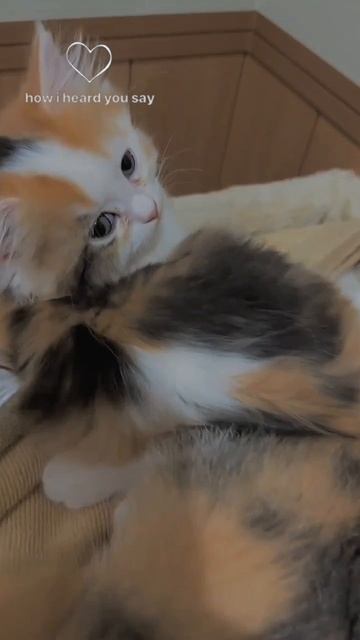 котята