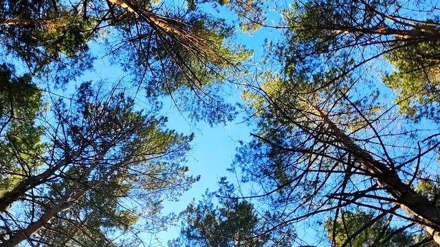 Прогулка в сосновом бору. Лесной городок Ленинск -Кузнецкий март