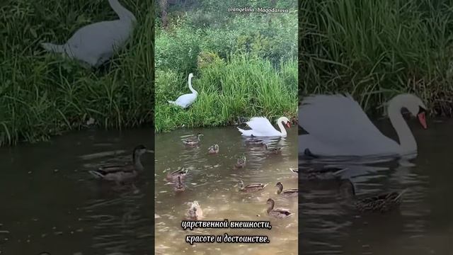 Словенские Ключи, Святое озеро, Изборск