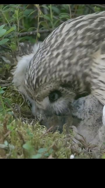 Short eared owl feeding chicks. #shots #birds #wildlife