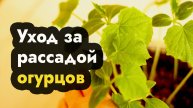 Посадка и уход за огурцами - рассада огурцов, как ухаживать и садить рассаду огурцов