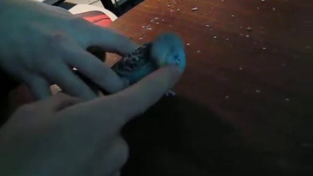 Фаня и руки