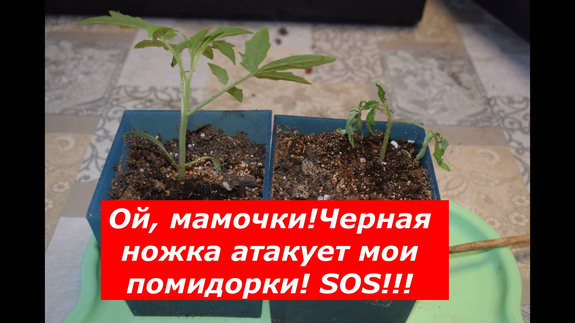 Черная ножка на рассаде томатов #овощи #советы #болезни #помидоры #черная ножка