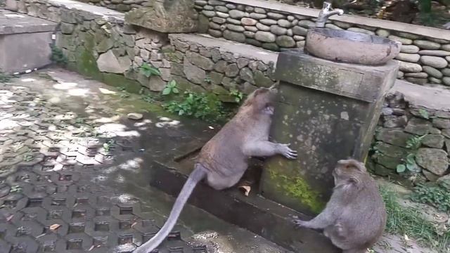 две обезьянки и кран с водой