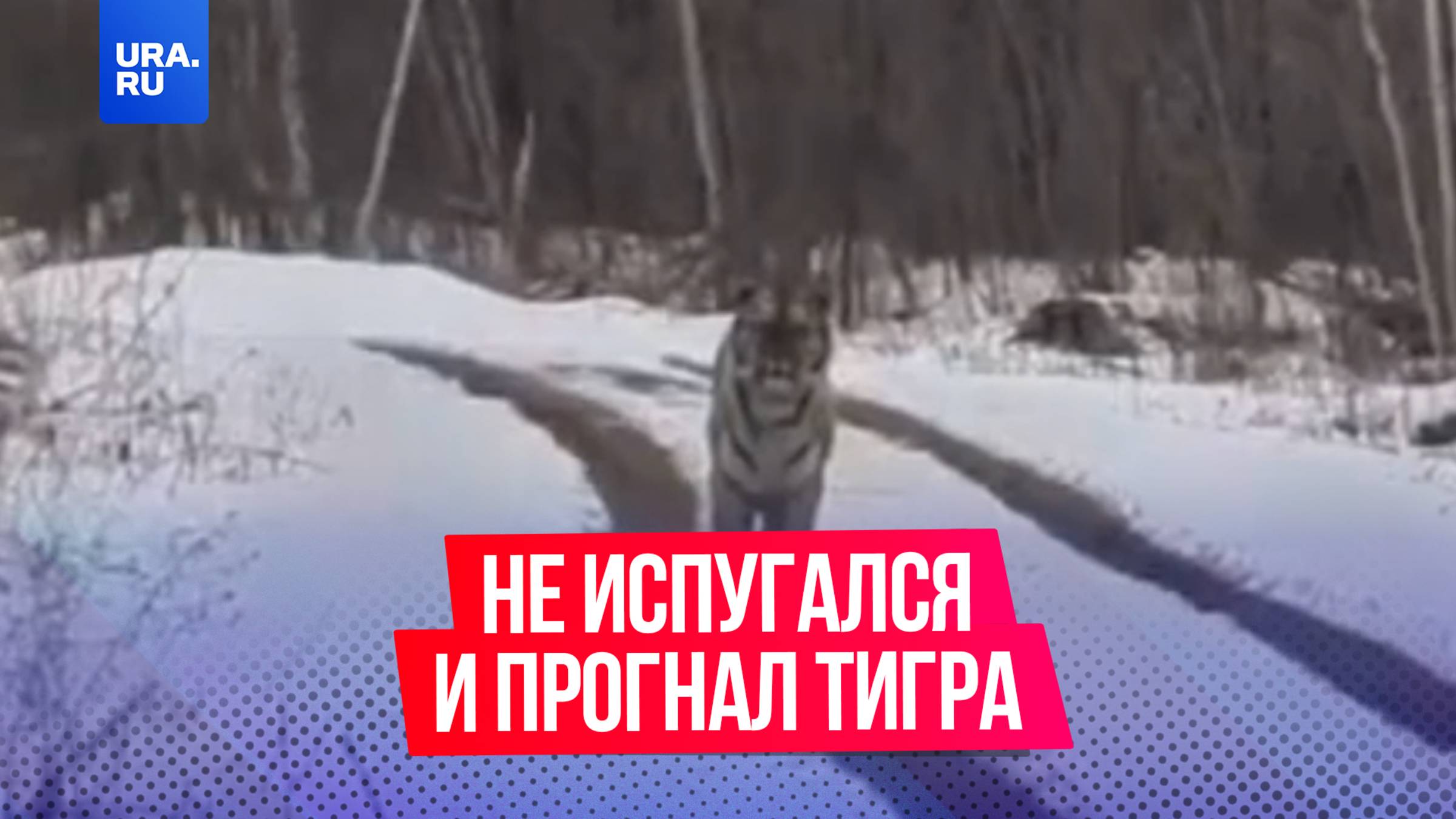 Приморец не испугался и прогнал тигра с дороги