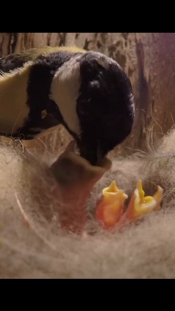 Tit feeding chicks #birds #wildlife #tits #shorts