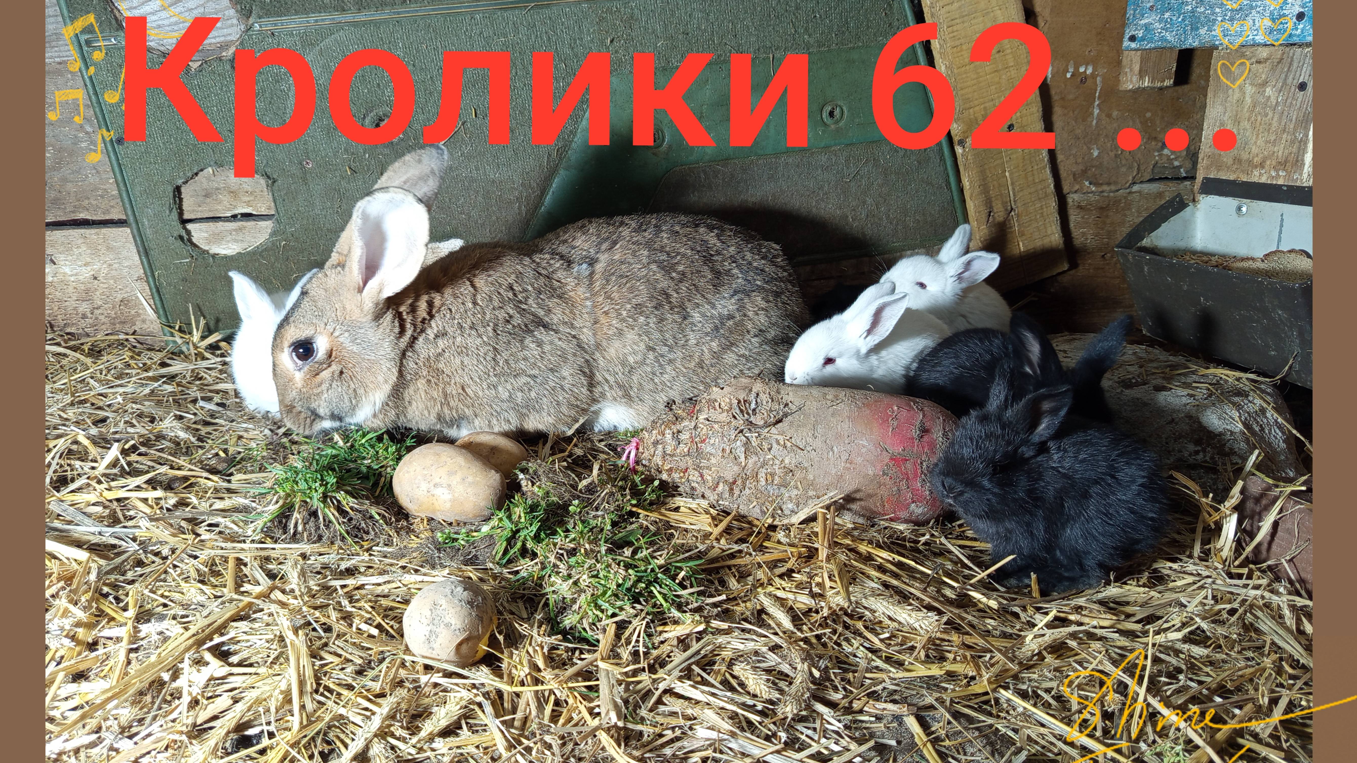 Кролики 62 ...