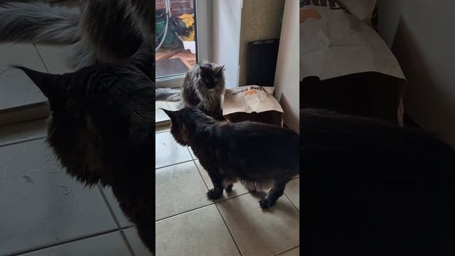 Не пошёл ловить мышей из-за футбола = скандал 😁