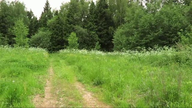 ТравыДорога