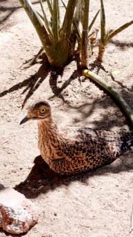 Авдотка капская #ЮАР