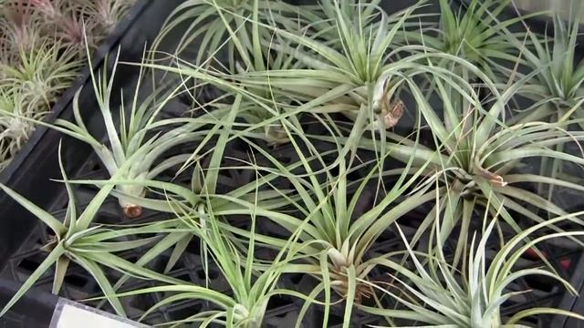 Barry Landau's Tropical Planet - Various Tillandsia At RFI Sept 1, 2015