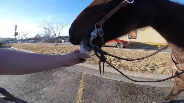 My Horse Likes Dairy Queen Ice Cream