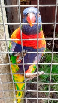 Кеша Красивый Кеша Умный #ЮАР