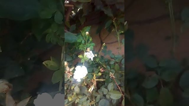 # sho video shamoon gill white Gulab Khushi aur Aamir Khan Khan usse Pata Chalta Hai Ki Ham Sab Kuc