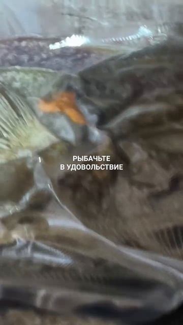 Вакумирую ёрш в Питер.