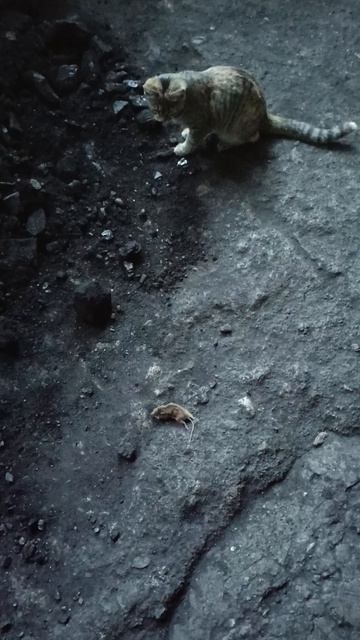 1000021841.mp4. Кошки,мышки.