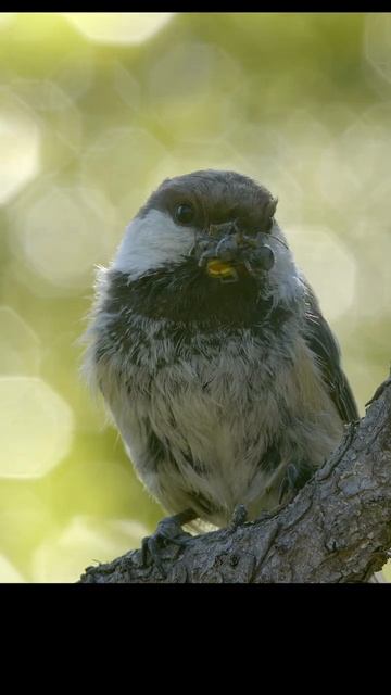 Willow Tit. Синица буроголовая гаичка. #shots #birds #wildlife