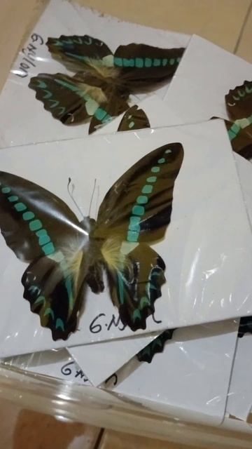 Awetan Serangga Kupu-kupu Graphium Nylon Asal Sulawesi