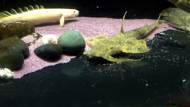 Bagarius suchus feeding