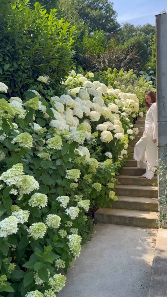 Жизнь ГОРТЕНЗИИ в течении года🌺 #shorts #garden #советы