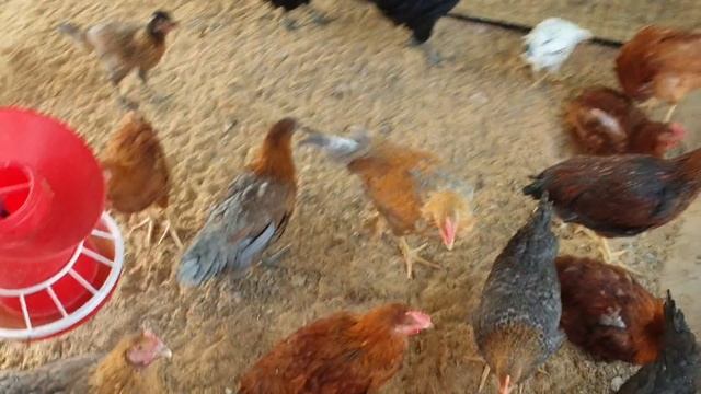Marketing Weight for Desi Poultry