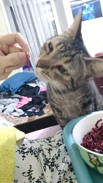 Ужин с котом