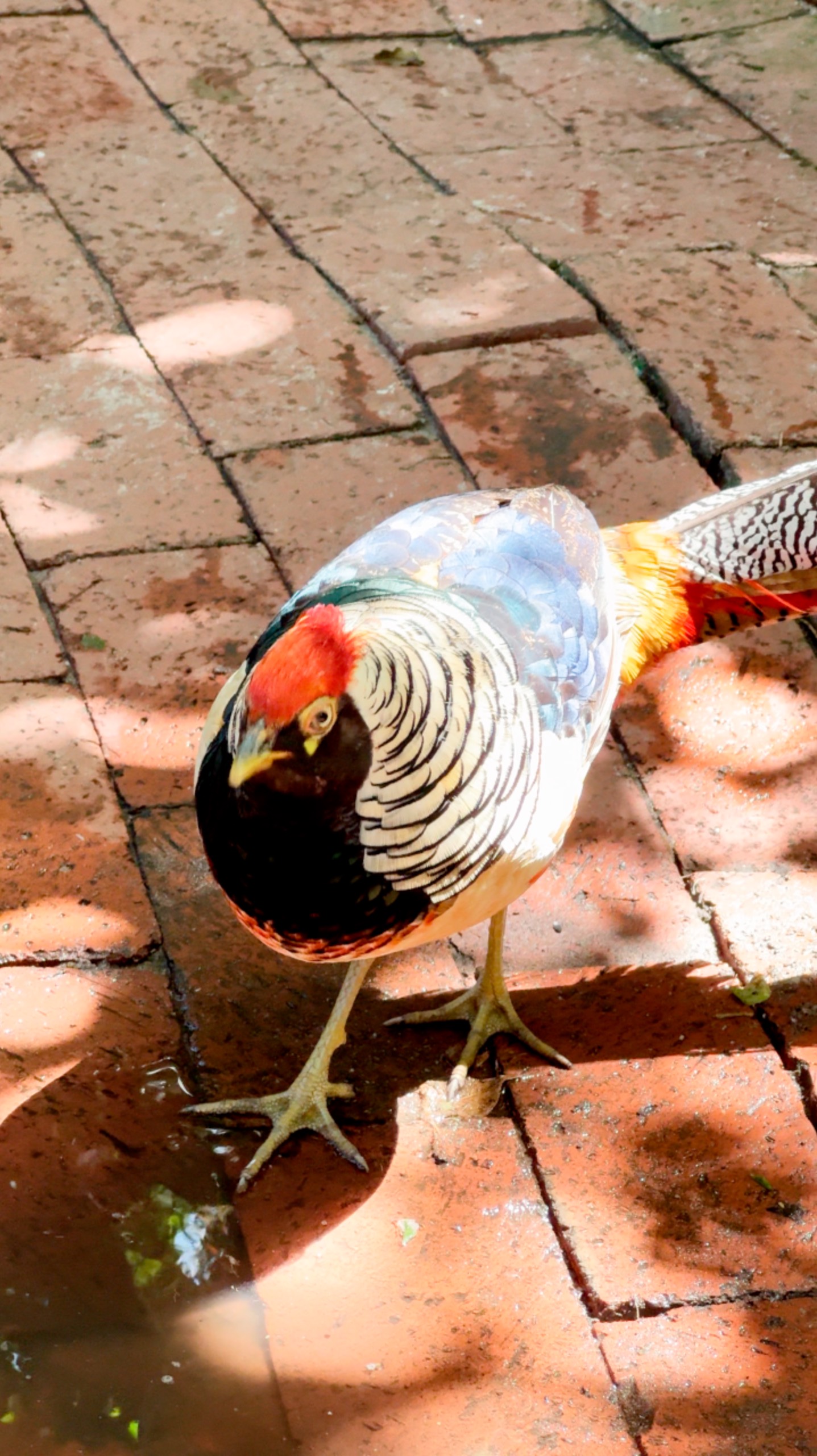 Обыкновенный фазан #ЮАР