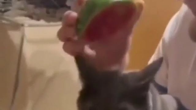 Мужик надевает коту на голову арбуз (прикол)