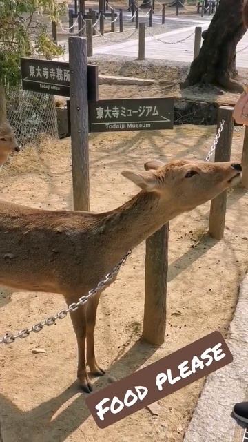 The bowing deer of Nara #japan #short  #shorts