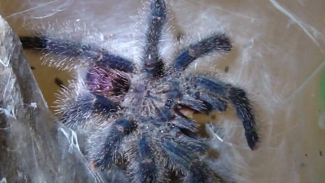 Avicularia huriana