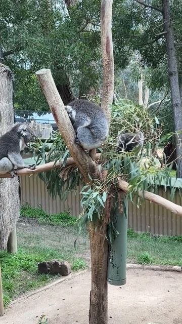 Koala’s #trending #viral #music #indian #india #zoo #foryou #cute #fun #vlog