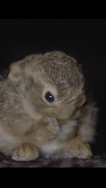 Tiny hare. Крошечный зайчонок. #wildlife #shots