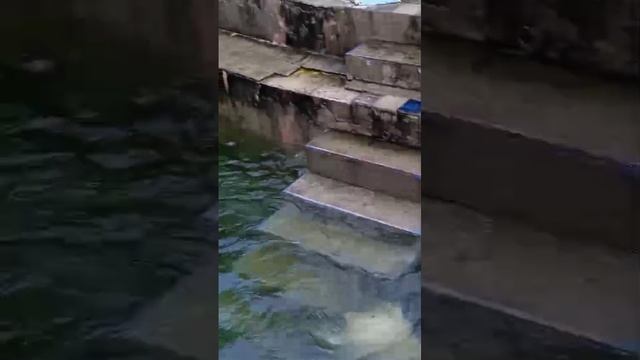 Белые медвежата купаются
