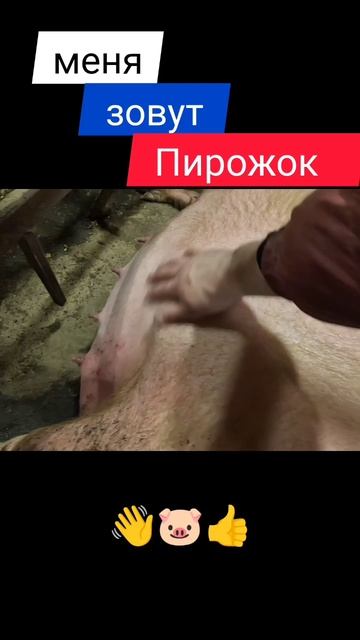 Супоростная свинья по кличке пирожок