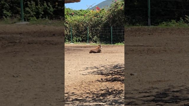 Жирафы 🦒🦒🦒. Вьетнам, Начянг, Винперл.