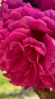 Весна – это когда природа говорит на языке цветов… ✨ Какие цветы у вас сейчас распускаются?