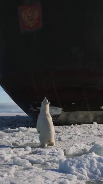 красота