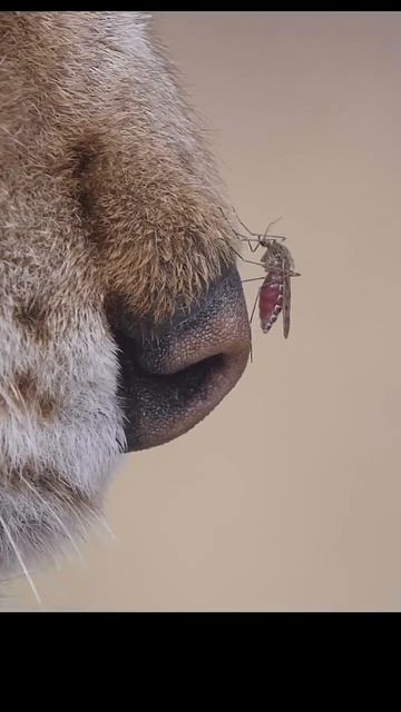 Lynx and mosquito. #shots #animals #wildlife