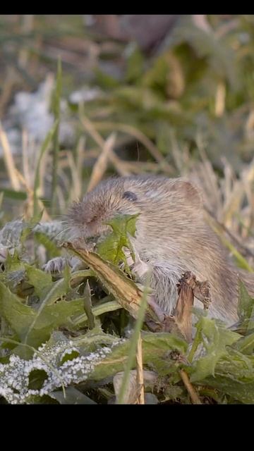 Vole. Полёвка. #shots #wildbirdlife #mammals #nature