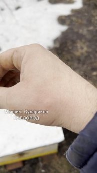 Пасека в этом году: первый укус пчелы!