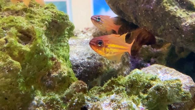 スジオテンジクダイ　Goldstriped Cardinalfish　 Apogon holotaenia