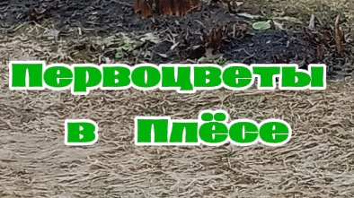 Первоцветы в Плёсе #shorts