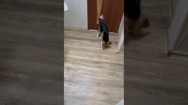 купание с честором