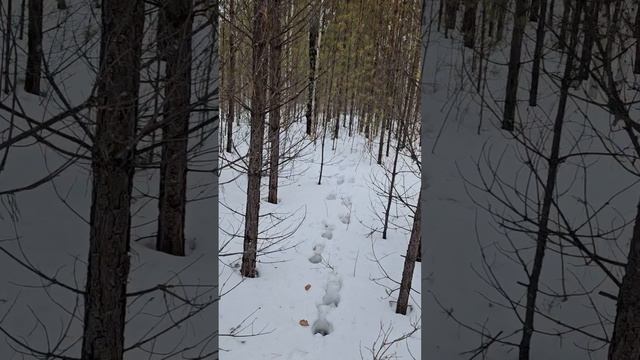 Свежие следы лося