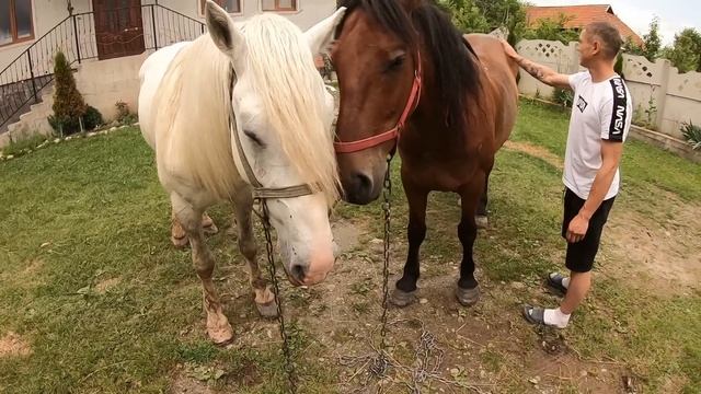 РОБОЧІ КОНІ В КЛЮЧЕВІ/Коні Ваговози/horses in Ukraine